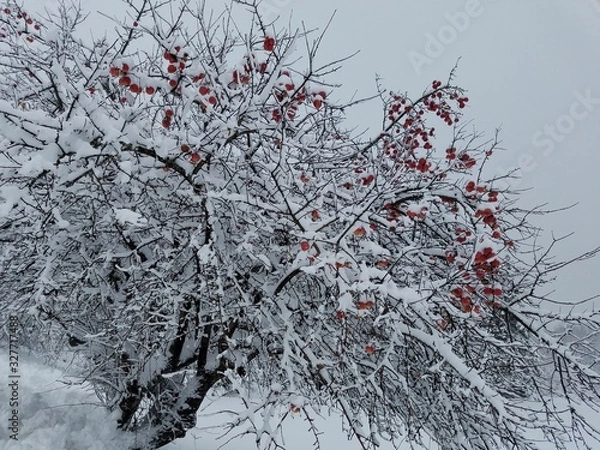 Obraz frozen tree branches covered with snow