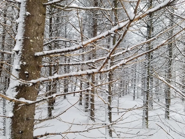 Obraz trees in winter