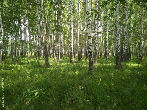 Fototapeta summer Siberian landscape in the forest with birch trees and green grass