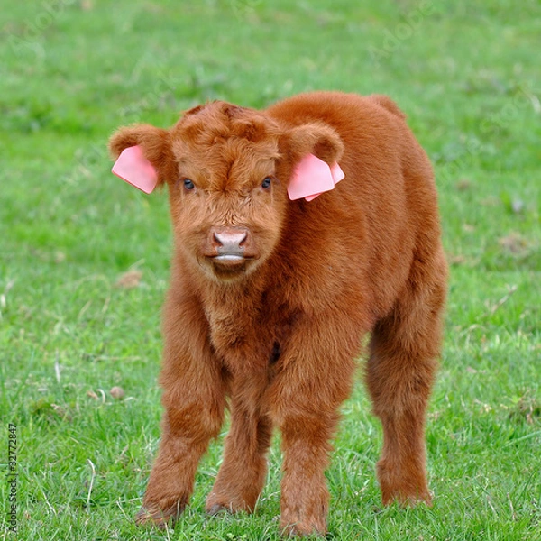 Fototapeta young calf