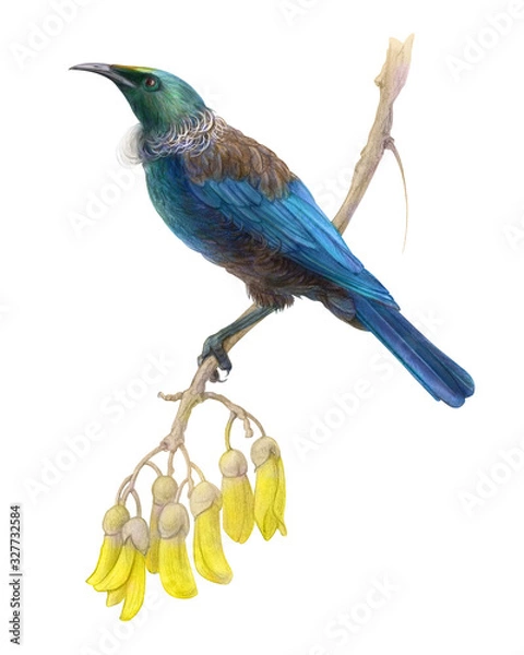 Obraz Tui Bird Pencil Illustration Isolated on White with Clipping Path