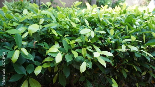Fototapeta The background fence green leaves