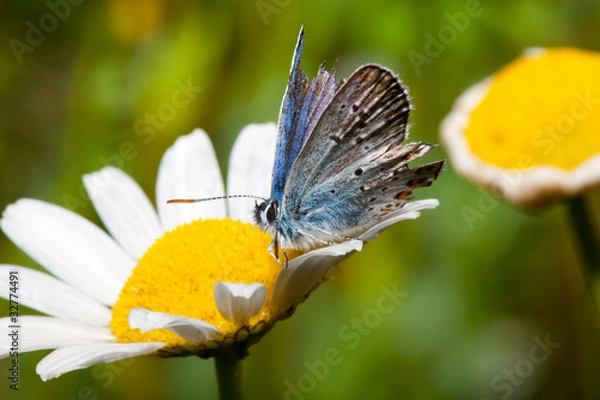 Fototapeta Melitaea blu Farfalla