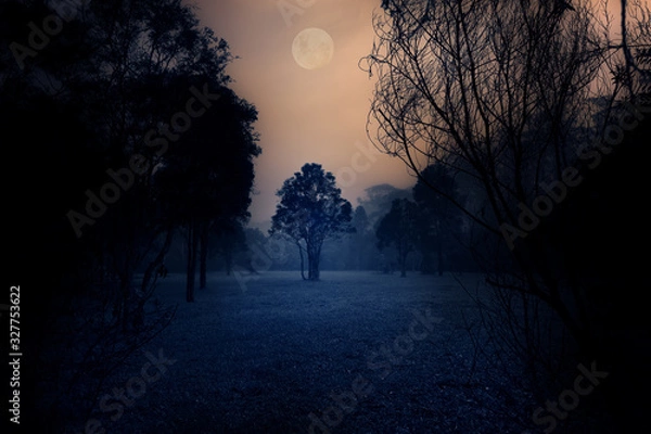 Fototapeta Dark Moody Tree forest scene with full moon