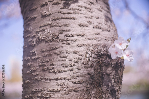 Obraz 桜の木の幹から花が咲いている
