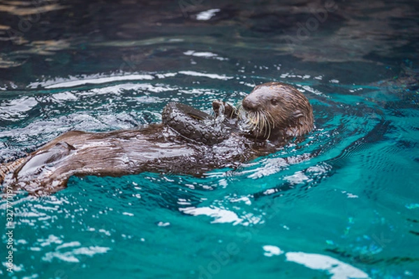 Obraz Sea otter feeding in Oregon Zoo