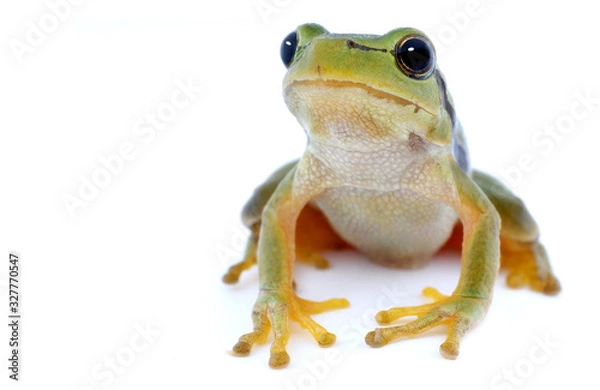 Obraz Green tree frog isolated on white background