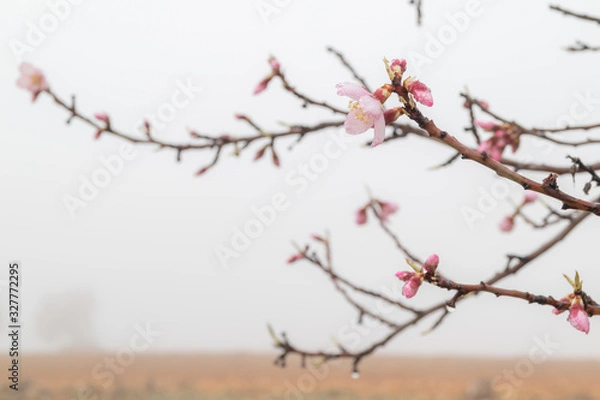 Obraz almond blossom