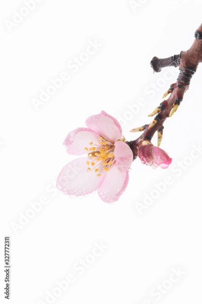 Obraz almond blossom