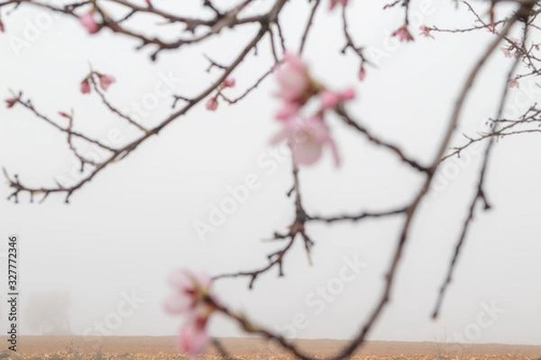 Obraz almond blossom