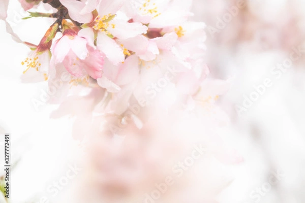 Obraz almond blossom