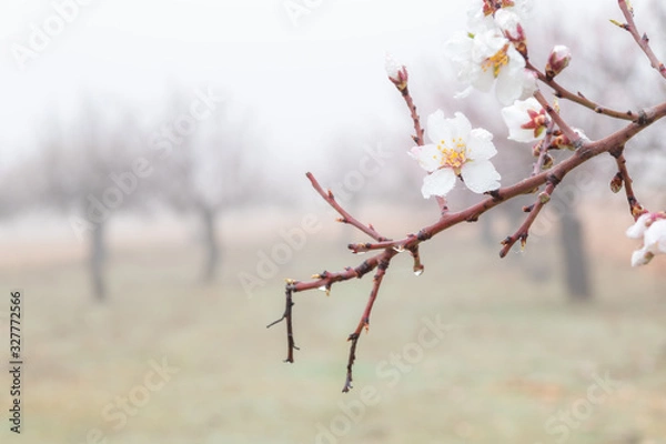 Obraz almond blossom