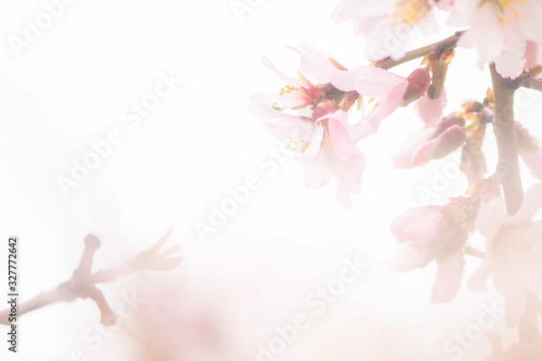 Obraz almond blossom