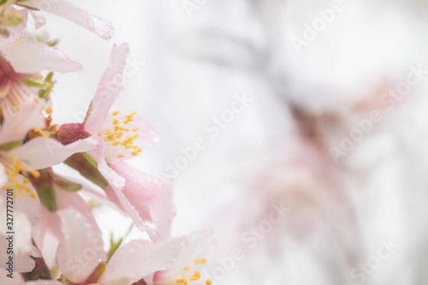 Obraz almond blossom