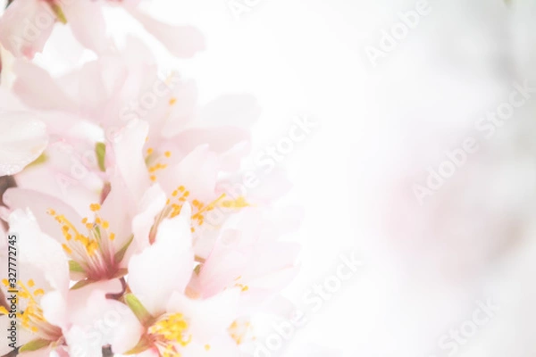 Obraz almond blossom