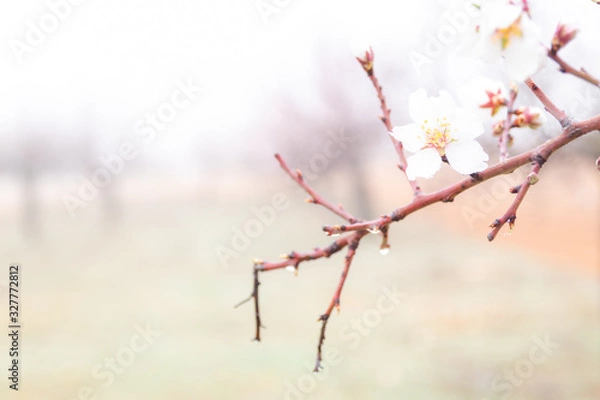 Obraz almond blossom