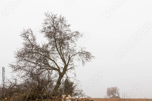 Obraz almond blossom