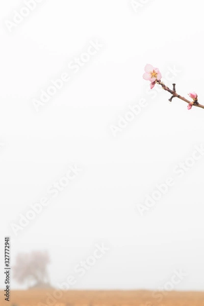Obraz almond blossom
