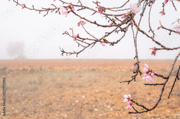 Obraz almond blossom