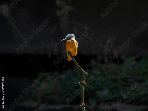 Obraz Eisvoge auf ast spitze 