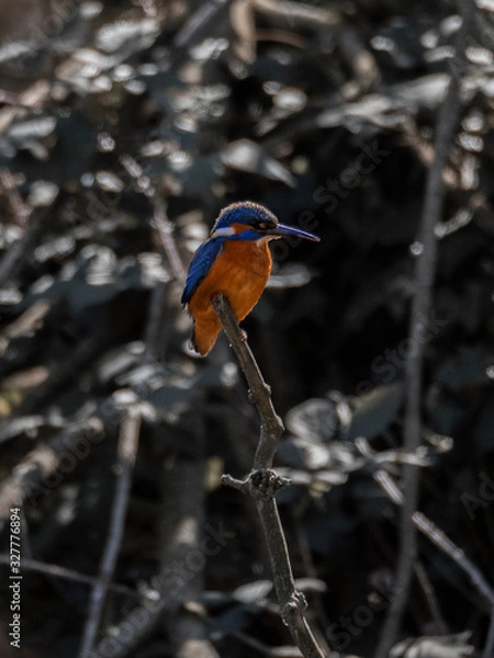 Obraz Eisvogel auf ast