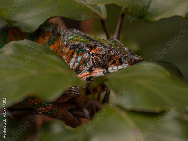 Obraz chameleons