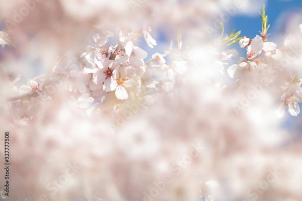 Obraz Almond trees with blue sky