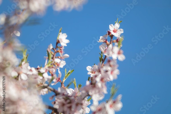 Obraz Almond trees with blue sky