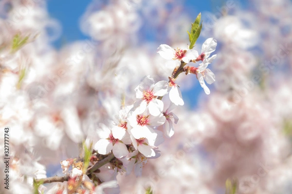 Obraz Almond trees with blue sky