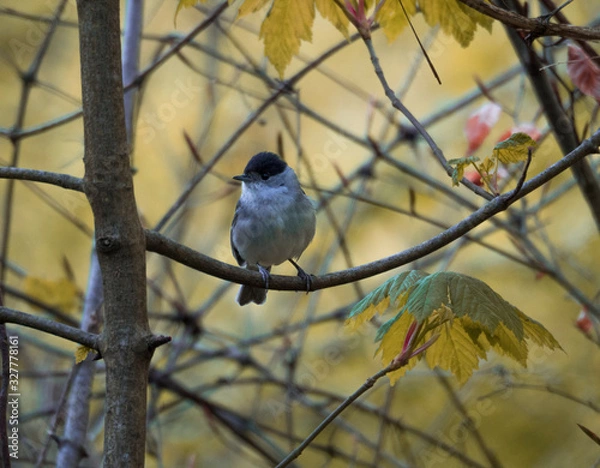 Obraz mändliche Mönchsgrasmücke 