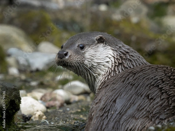 Obraz otter portrait