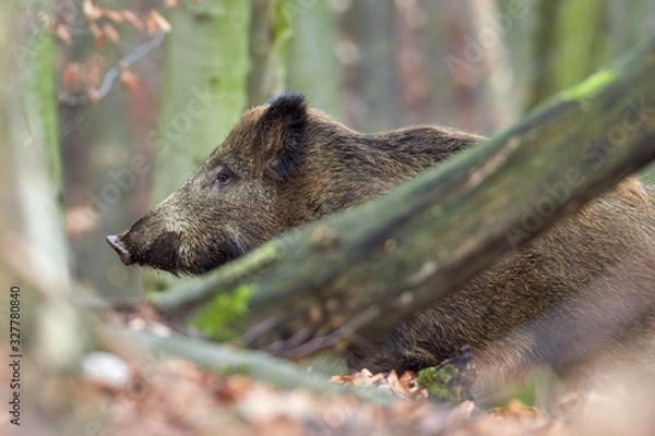 Fototapeta Alert wild boar, sus scrofa, standing fierceful on a forest in autumntime. View of dangerous aggressive mammal in wilderness. Concept of animal danger in nature.