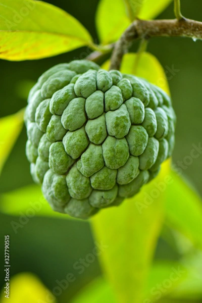 Obraz Single Custard Apple fruit on tree