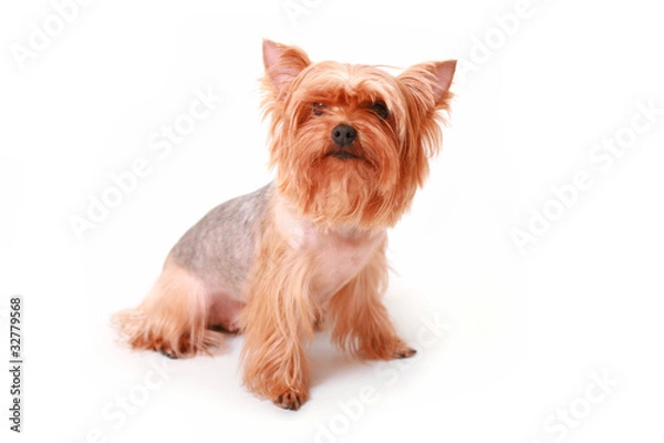 Fototapeta Yorkshire terrier