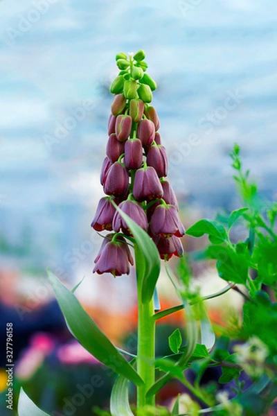 Fototapeta Dark red almost black flowers of fritillaria persica in spring garden on the background of blue sk . Persian crown imperial. Vertical with copy space.