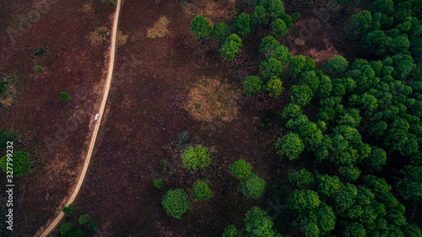 Fototapeta aerial view of jungle trail and plain of pine forest