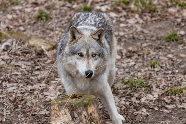 Fototapeta Beautiful Wulf walking and watching 