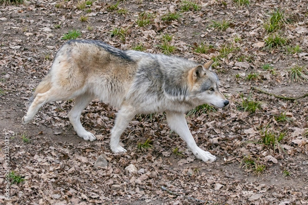 Fototapeta Beautiful Wulf walking and watching 