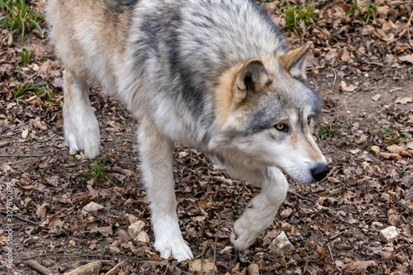 Fototapeta Beautiful Wulf walking and watching 