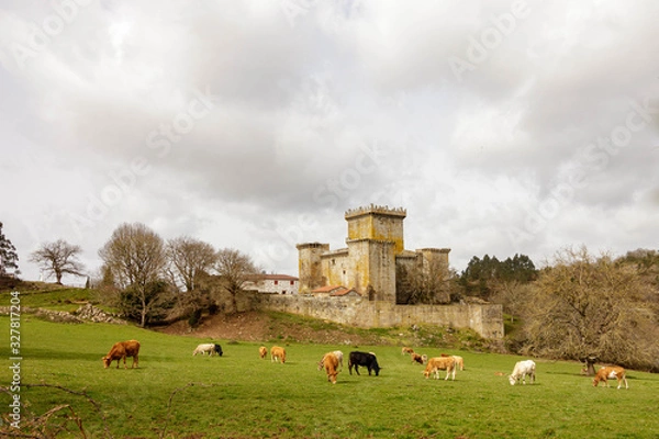 Fototapeta Cows grazing in a meadow beside the Castelo De Pambre in Galicia Spain