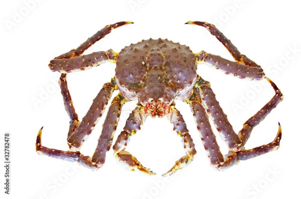 Obraz King Crab
