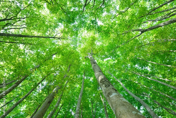 Fototapeta 十日町の美人林  新緑のぶな林