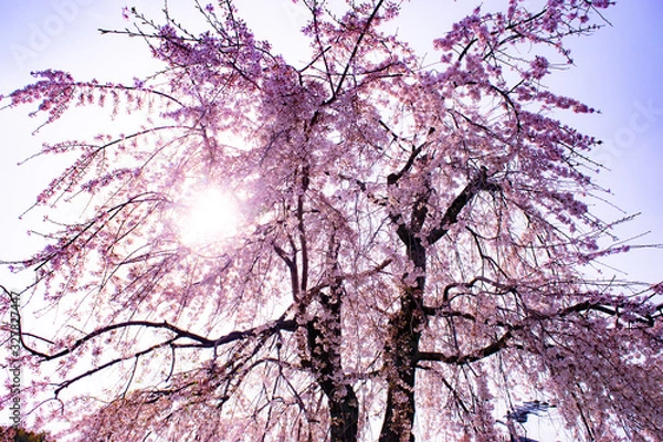Fototapeta 桜