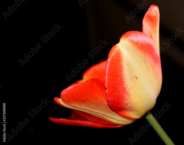 Fototapeta red yellow tulip on black background