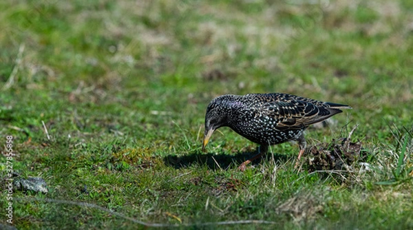 Fototapeta Etourneau