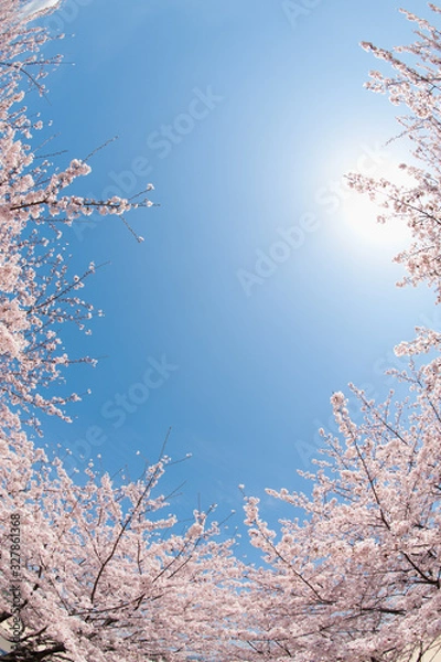 Fototapeta 青空と太陽と桜