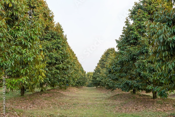 Fototapeta Durian tree in the garden