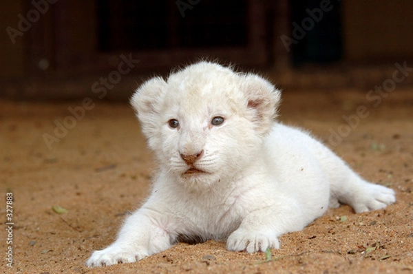 Obraz white lion cub