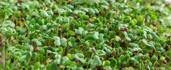 Fototapeta Mustard on the windowsill. Microgreens growing. Vegan and healthy eating concept. White background. Close-up. Horizontal banner. Copy space for your text