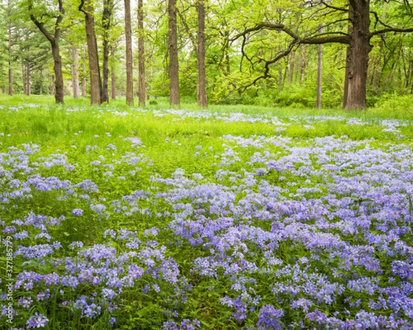 Fototapeta Wild phlox carpets a woodland meadow on a spring day.